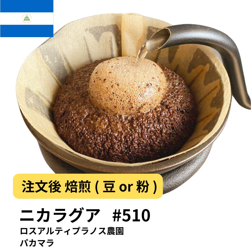 ニカラグア ロスアルティプラノス農園 パカマラ