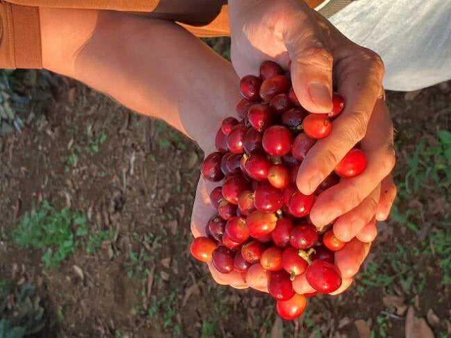 ラオス Washed Arabica G1 Min Tien Estate