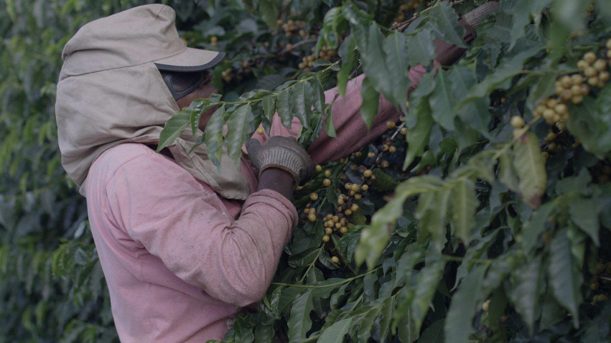 BRAZIL IPANEMA PREMIER CRU GOLD A48 CITRIC FRUITS