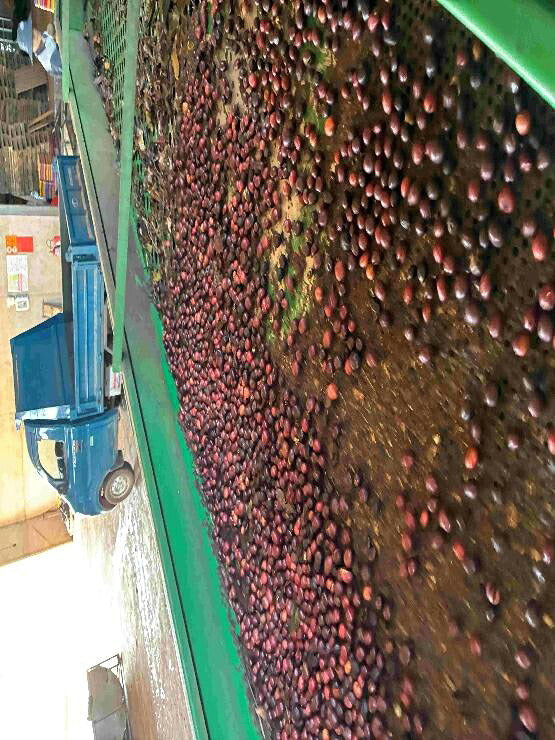 ベトナム Robusta Tamba Natural JAS 14up