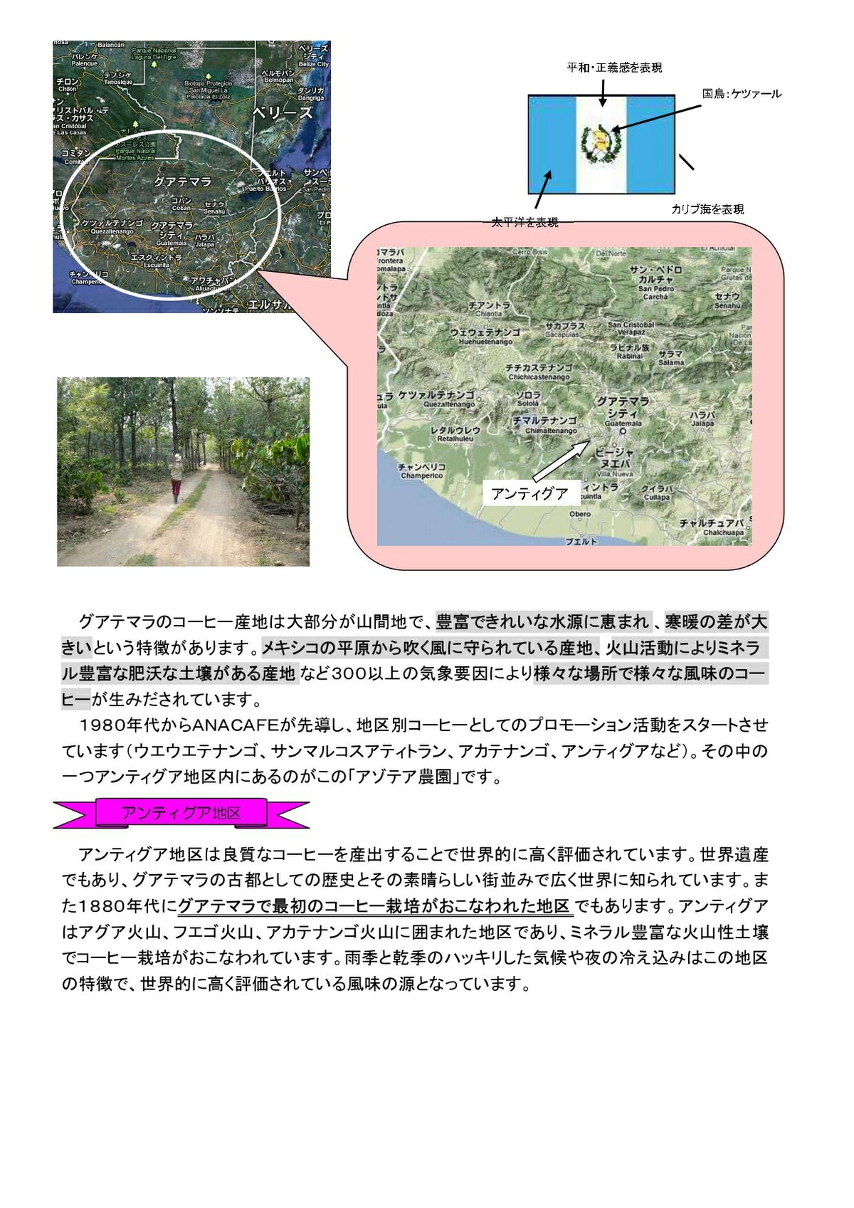 グアテマラ アンティグア SHB アゾテア農園 ブルボン