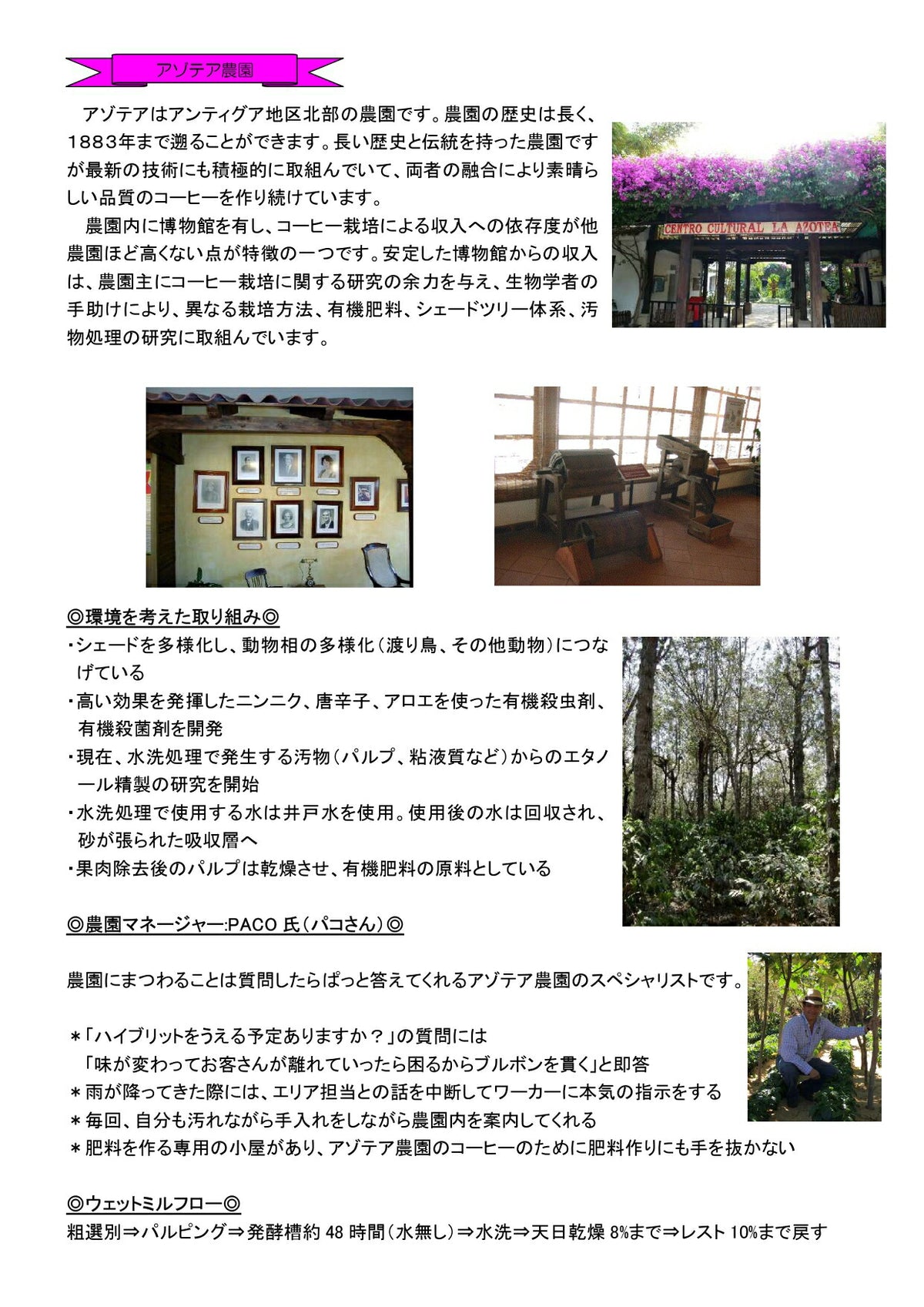 グアテマラ アンティグア SHB アゾテア農園 ブルボン